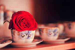 rose by sibeworld rose by sibeworld