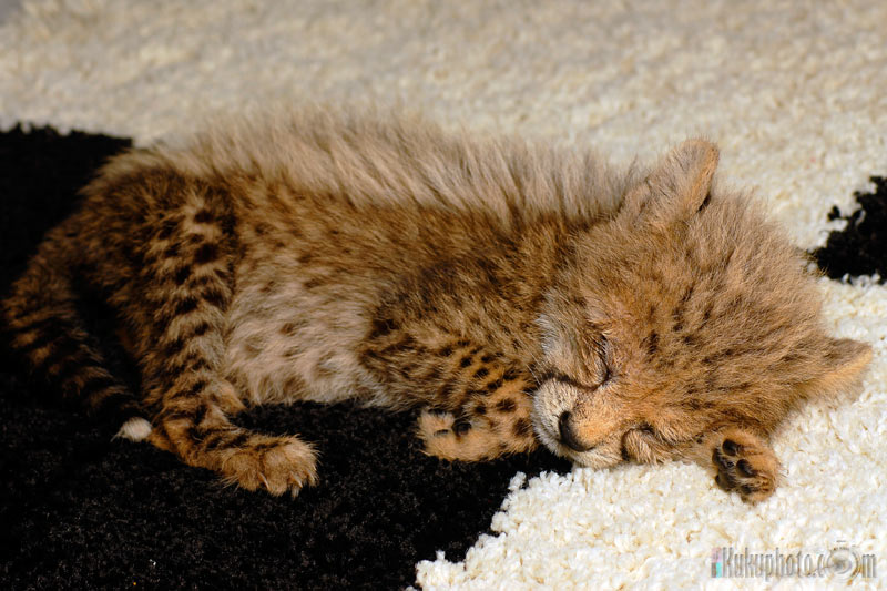 My baby Cheetah sleeping