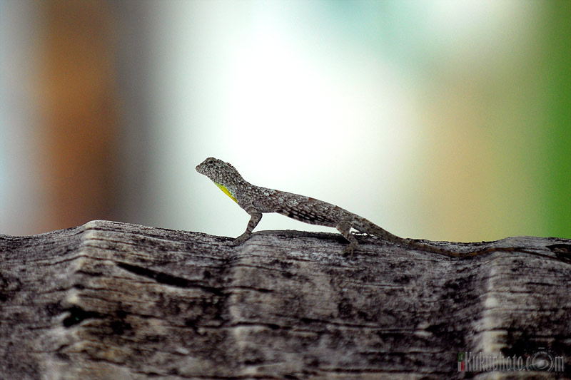 Flying Lizard