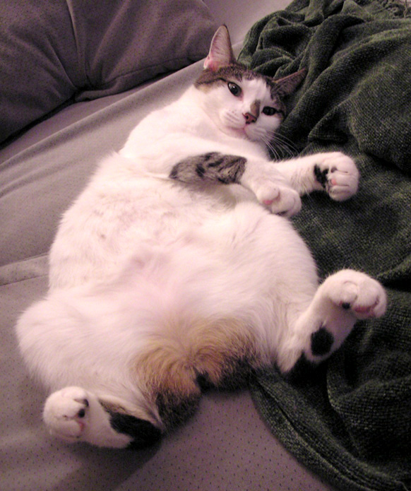 Fat Cat