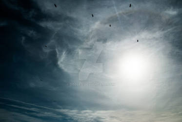 Bird Silhouettes