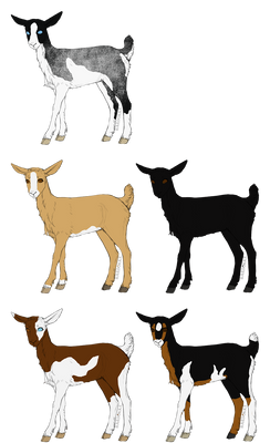 DDR Nubian Goat Kids Set 2 | CLOSED