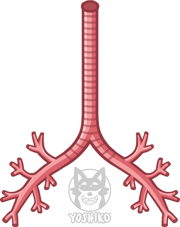 Bronchi Draw Bronchi Drawing by Yoshiko-Animation on DeviantArt