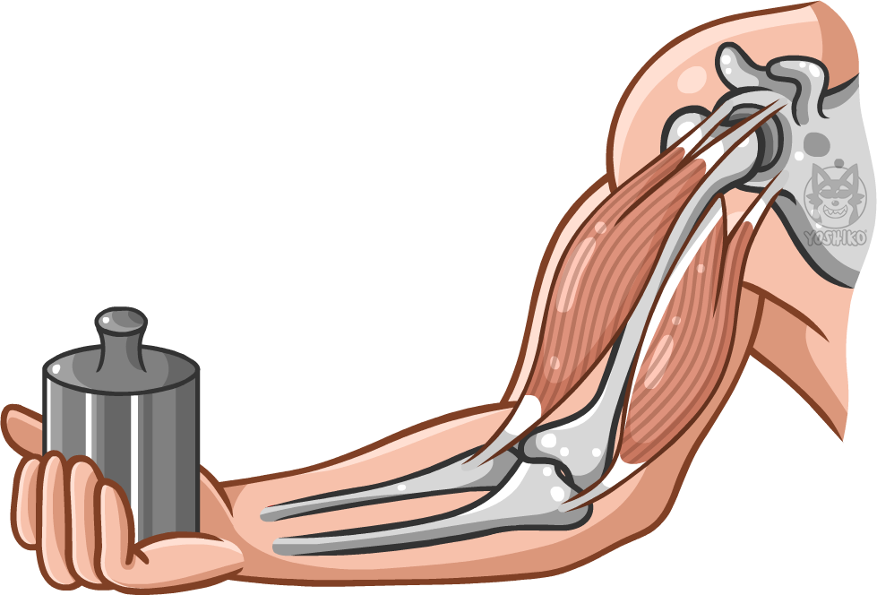 Skeletal Muscles Drawing by Yoshiko-Animation on DeviantArt