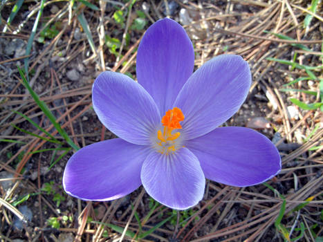 Purple crocus