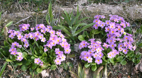 Primroses