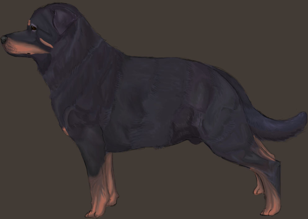 Rottweiler by triangIe on DeviantArt