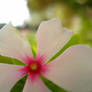 Pink Flower