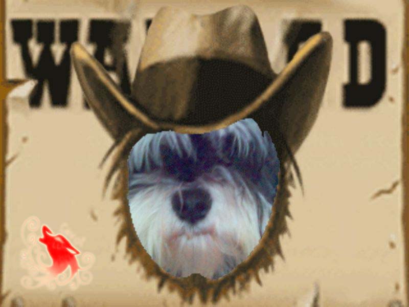 WANTED- Funia the Cowgirl