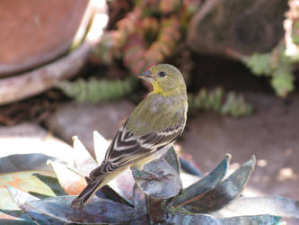 Empidonax flaviventris 1