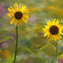 Field of Dreams, Sunflowers