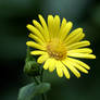 Leopard's Bane (Doronicum orientale)