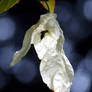 Handkerchief Tree Flower (Davidia involucrata)