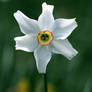 Pheasant's Eye (Narcissus poeticus)