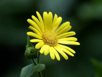 Leopard's Bane (Doronicum orientale)