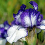 Purple and White Bearded Iris