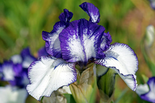 Purple and White Bearded Iris