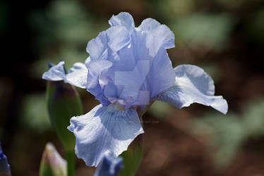 Powder Blue Bearded Iris