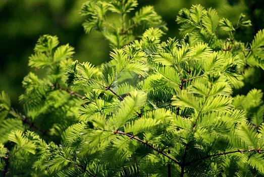 Yew (Taxus)