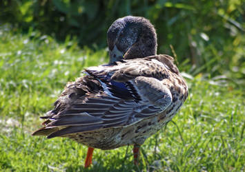 Mallard Duck (Anas platyrhynchos)
