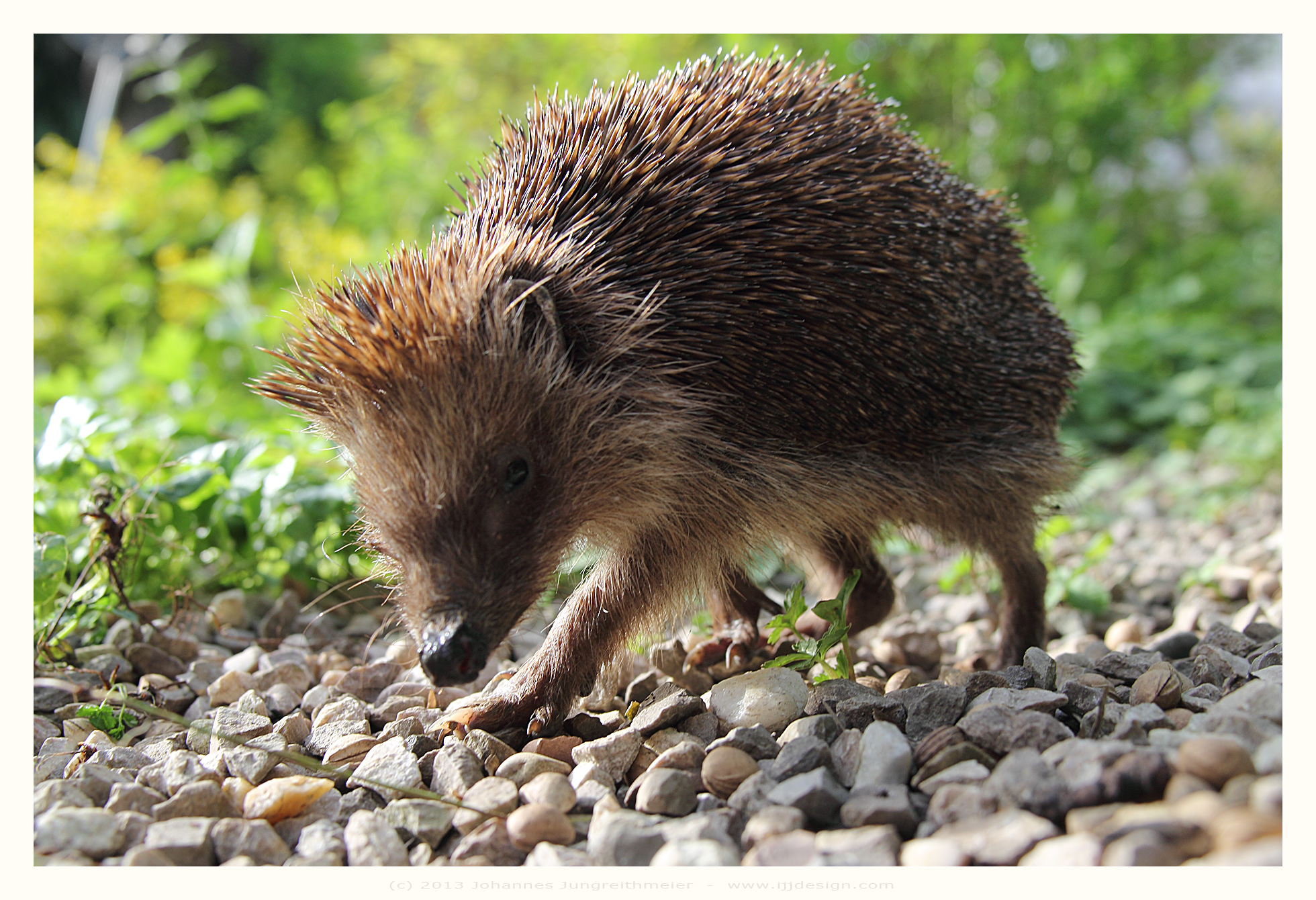 hedgehog daywalker