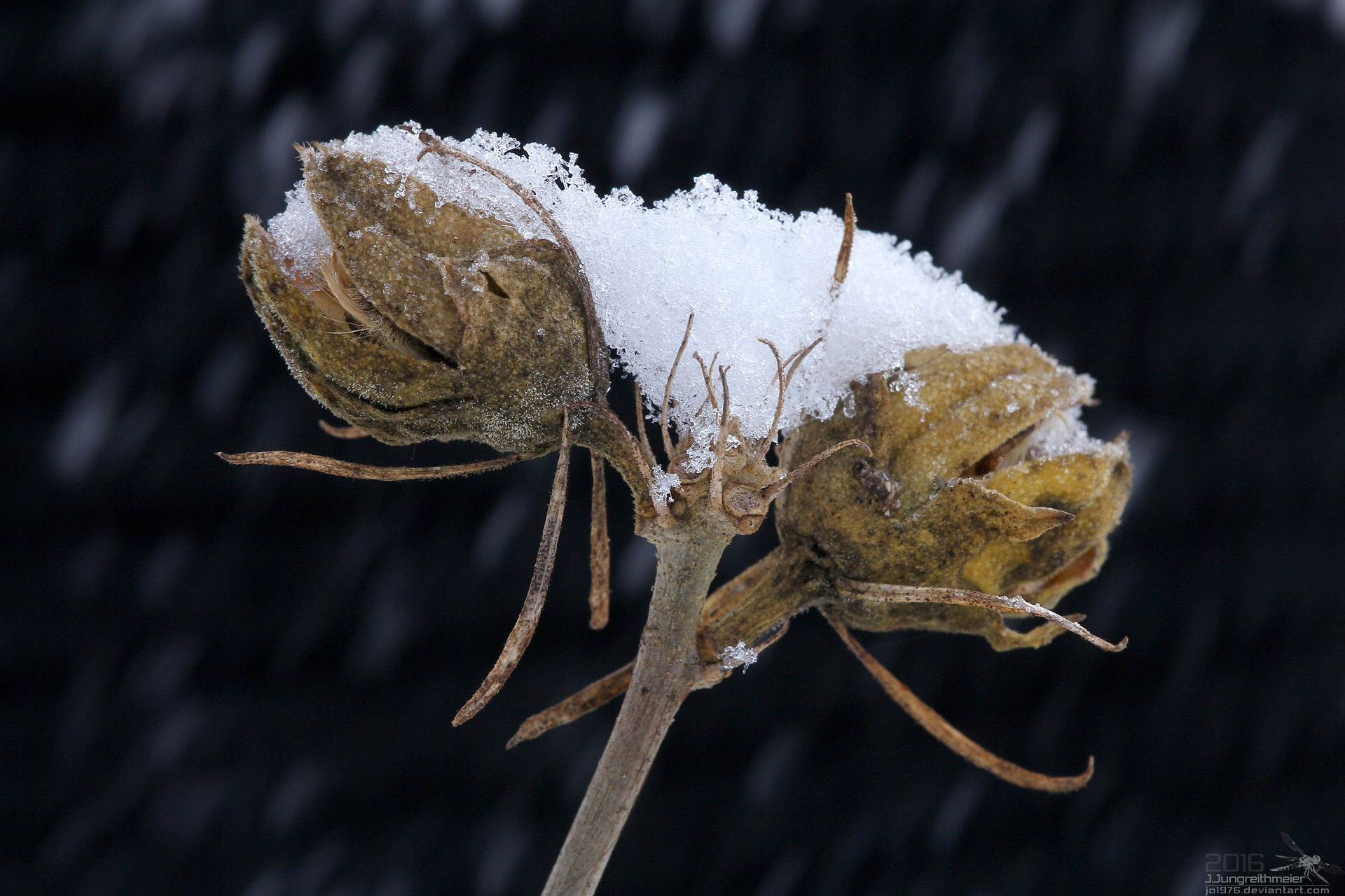 Snowbound and dry