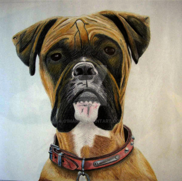 Deviantart Boxer Dog boxer dog by 01mark on DeviantArt