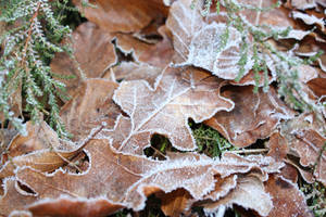 freezy leaves ~