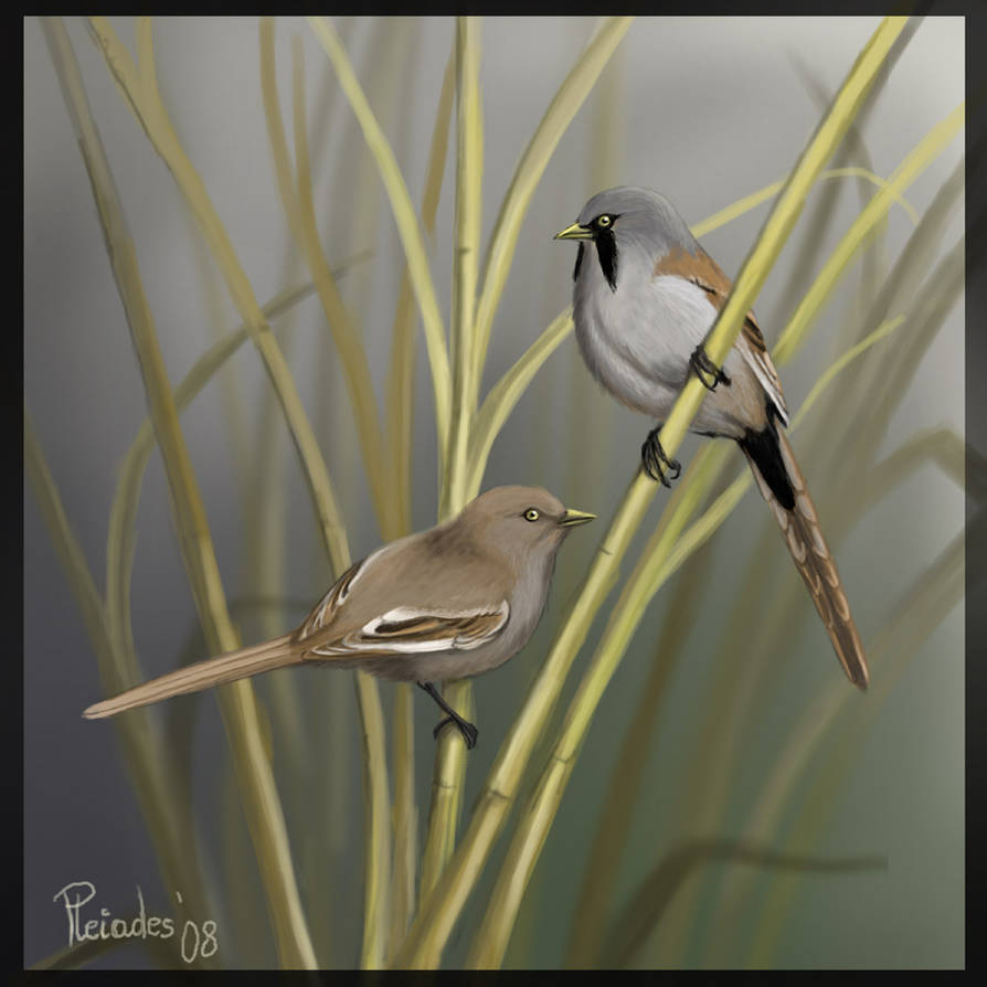 Bearded reedlings