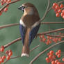 Hawfinch