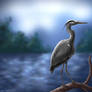 Grey heron