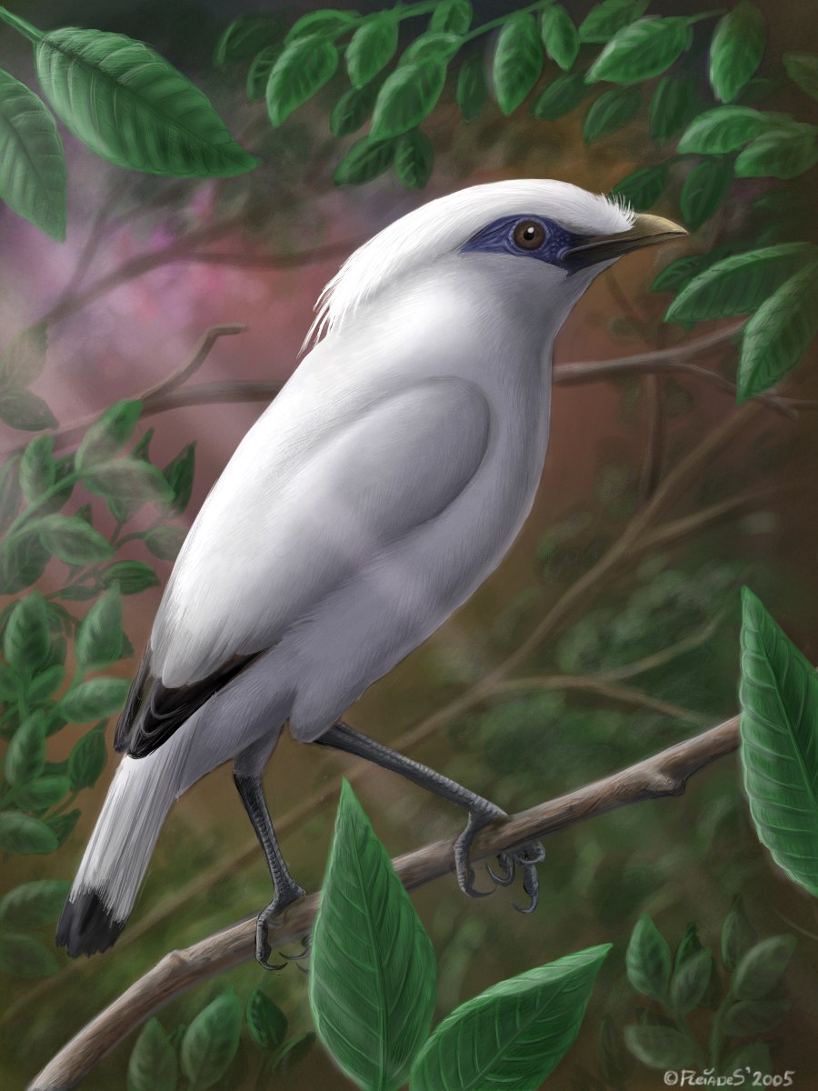 Bali starling