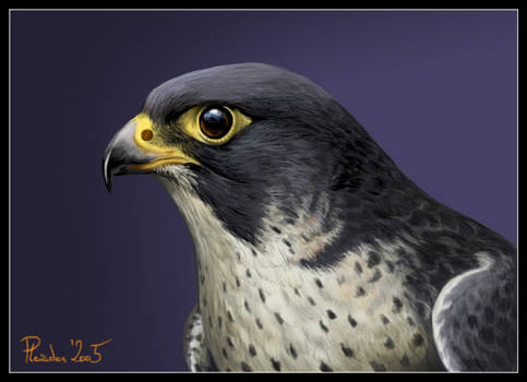 Peregrine Falcon