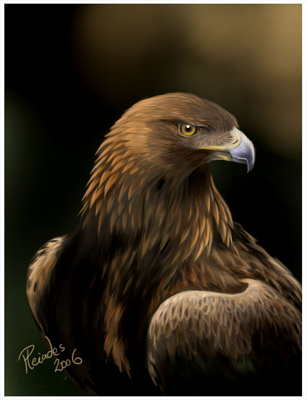 Golden Eagle portrait