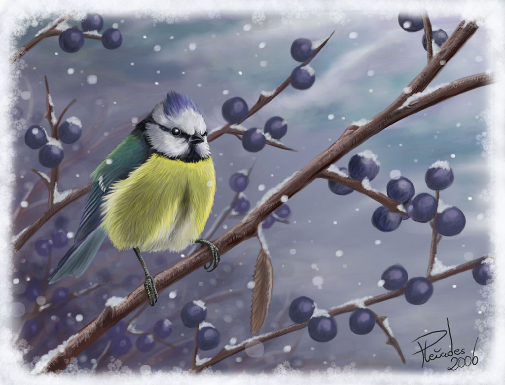 First snow - blue tit.