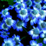 blue flowers