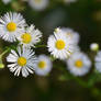 Meadow of Daisy's