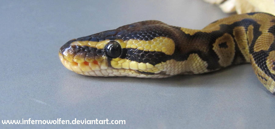 Baby Ball Python Head by VorpalBeasta on DeviantArt