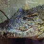 Cuban Crocodile