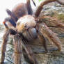 Arkansas Chocolate Tarantula