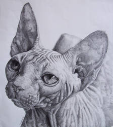 Sphynx