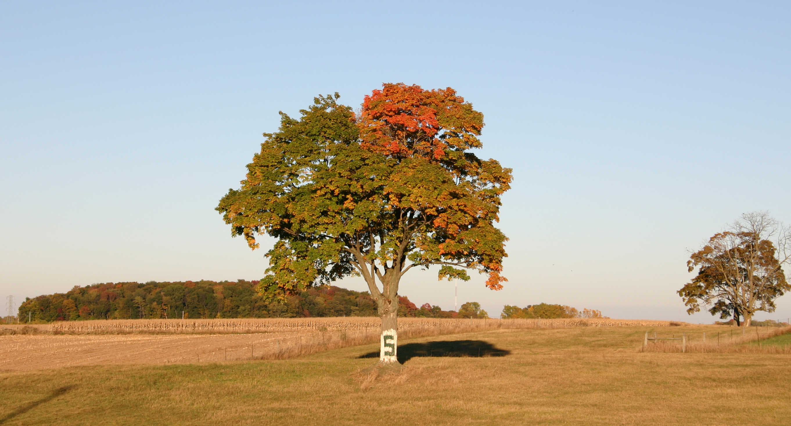 Fall meets the Spartan Tree...