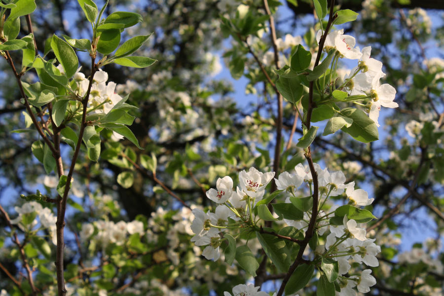 Pear tree Stock