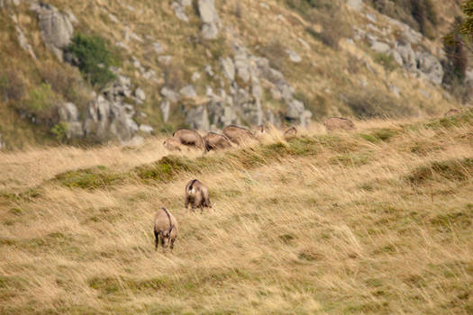 Groupe de chamois 2