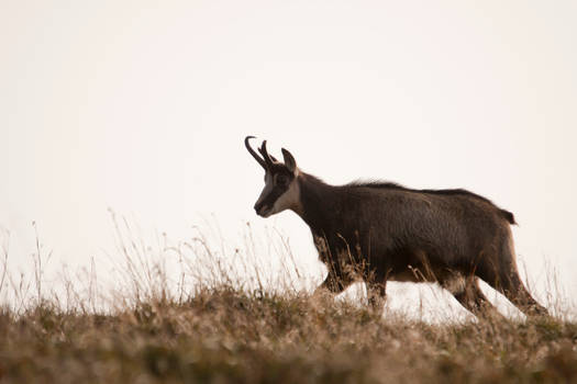 Chamois Vosgien 5