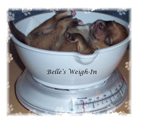 Tinkle Belle's Weigh-In