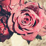 rose drops
