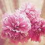 peony.