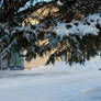 Snow on the Pine