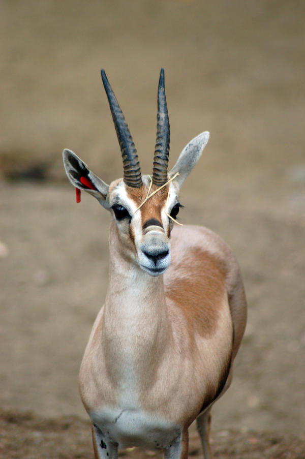 Gazelle by kristenadams on DeviantArt